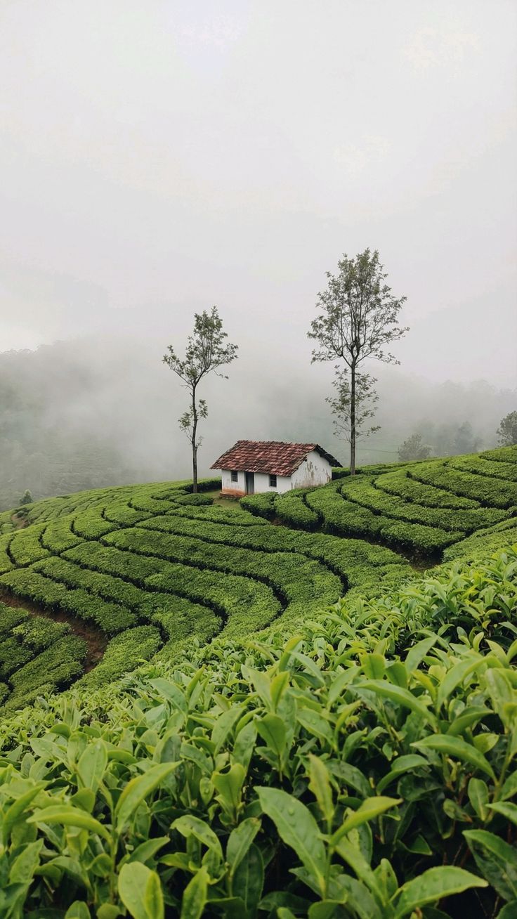 Idukki Valley Sunrise